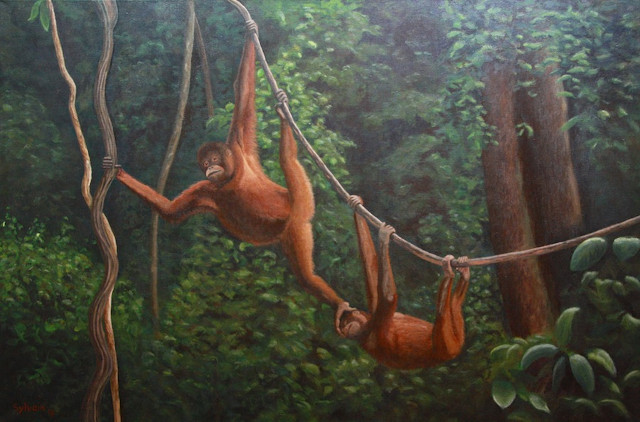 Dans la jungle de Borneo