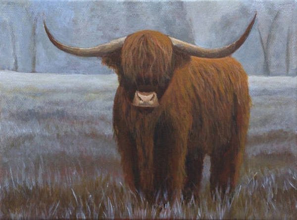 Highland cattle