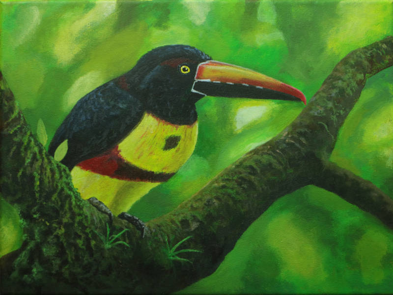 Toucan près de Nauyaca